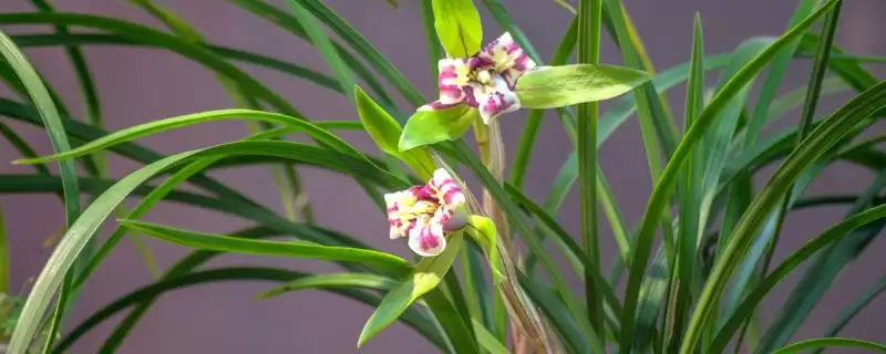 兰花的花语和象征意义 ,兰花有哪些花语及象征内涵？-会东网