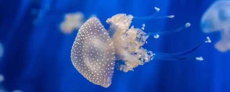 水母常见的品种？认识水母常见品种要了解哪些关键的物种分类和特性？-会东网