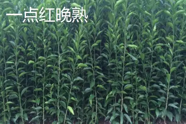 黑霸王李子苗的价格，一棵需要3-6元左右插图8