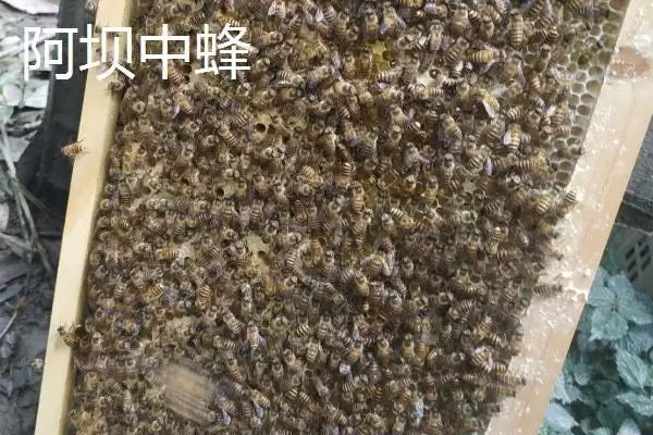 海南中蜂品种介绍，群势较小但具有较强的采集能力插图8