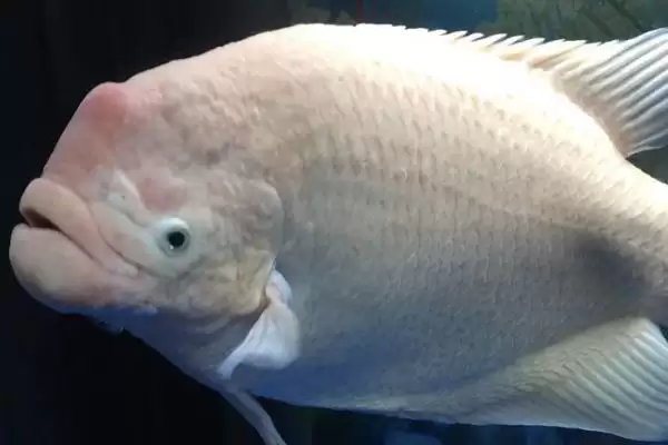 流动水适合养殖的鱼类 ,流动水养龙鱼有什么好处呢？插图4