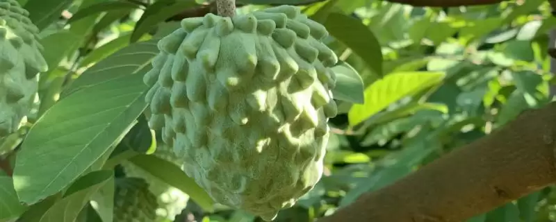 判断用种子种的释迦果能否结果的方法和重点?判断用种子种的释迦果能否结果要做好哪些细节?插图 判断用种子种的释迦果能否结果的方法和重点?判断用种子种的释迦果能否结果要做好哪些细节?插图