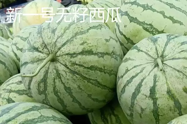 了解西瓜常见品种的方法和重点?认识西瓜品种要做好哪些细节?插图9 了解西瓜常见品种的方法和重点?认识西瓜品种要做好哪些细节?插图9