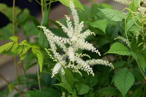升麻的管理技术？管理升麻要掌握哪些关键的种植管理方法？插图2