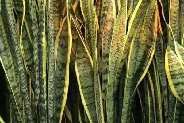 金边虎尾兰的养殖方法 ,如何养殖金边虎尾兰这种植物插图1
