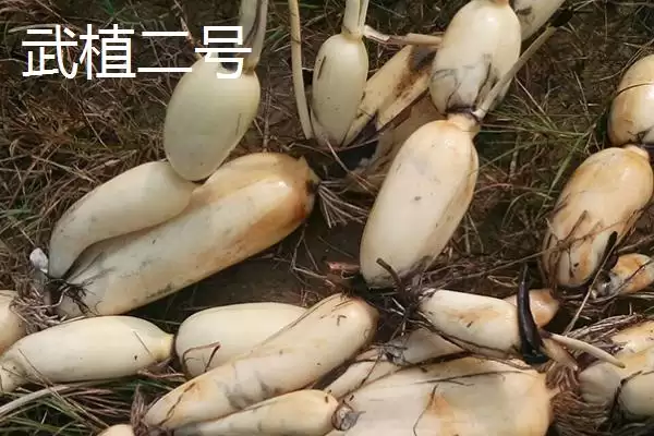 莲藕的优质品种 ,有哪些好吃的莲藕品种推荐呢?插图2 莲藕的优质品种 ,有哪些好吃的莲藕品种推荐呢?插图2