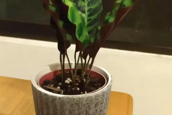 猫眼竹芋要怎么进行养殖呢 ,猫眼竹芋养殖温度保持 20-30℃插图4