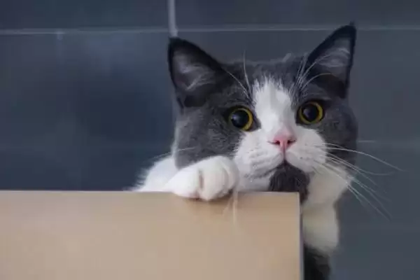 猫咪黑下巴该如何治疗 ,猫咪黑下巴可涂含氟氧沙星药物插图1