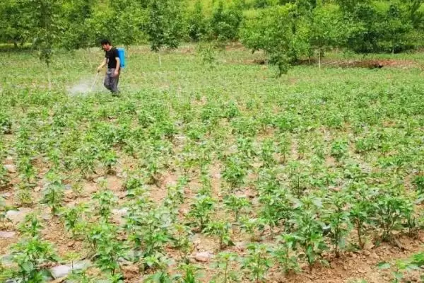 辣椒的种植技术 ,辣椒在哪些月份适合播种呢？插图5