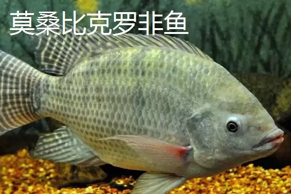 罗非鱼有哪些常见品种 ,罗非鱼的品种多如何培育而来插图1