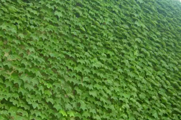 爬山虎种植方法全解：3-4月硬枝扦插的操作要点插图2