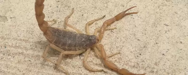 蝎子常见疾病及防治技术的要点和分析？防治蝎子疾病需注意哪些关键？-会东网
