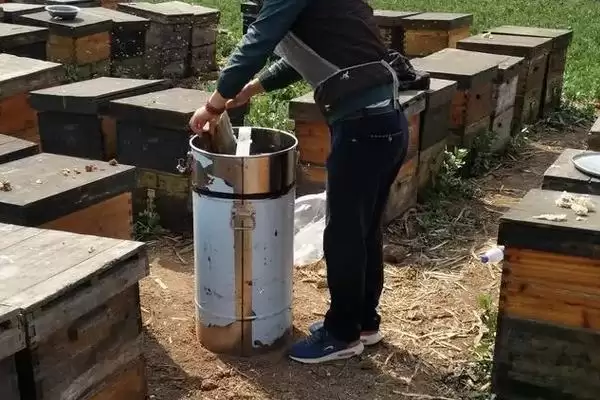 中蜂喂白糖的原理和方法，可激励蜂群造脾插图3