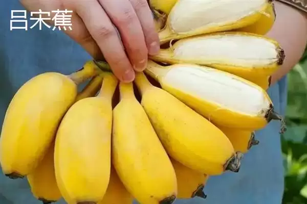 台湾香蕉的主要栽培品种，常见的有李林蕉、玫瑰蕉、旦蕉等插图12