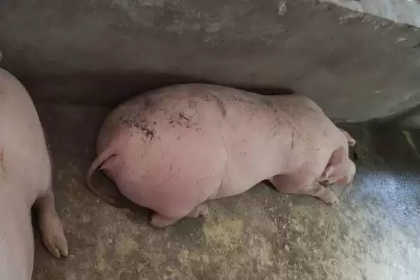 母猪死胎会有哪些症状表现呢,母猪死胎有体温升、食欲降、流浓液等表现插图3