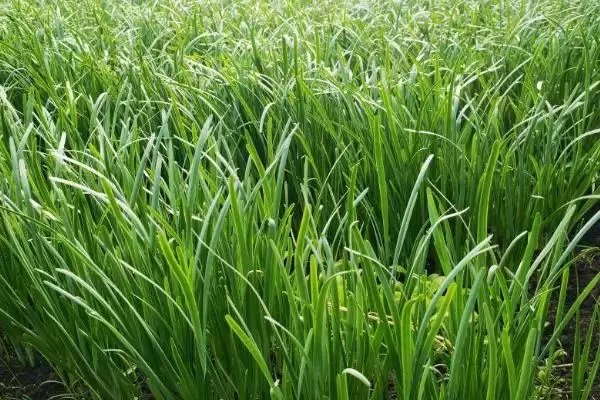 韭菜的种植时间 ,韭菜在哪些季节可以进行播种呢？插图1