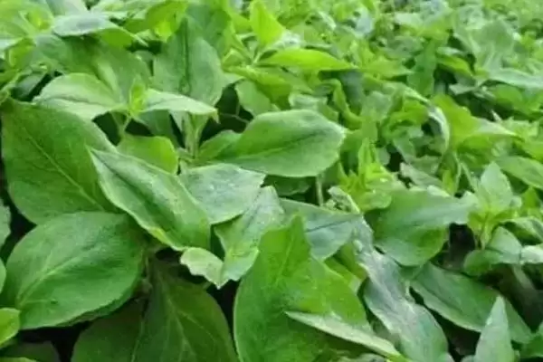 太子参几年收获？了解太子参收获周期要关注哪些生长特性和种植要点？插图2