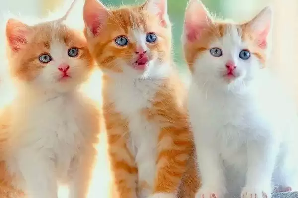 猫咪长耳螨会有哪些症状表现 ,猫咪长耳螨会出现频繁甩头现象插图2