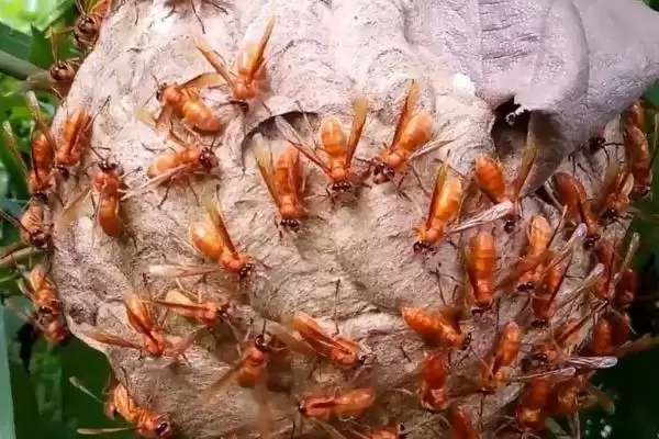 马蜂窝怎么安全处理，试试这4种方法插图5