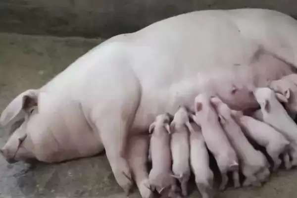 了解市面上没有猪奶原因的方法和重点？养猪乳业发展有哪些细节？插图2