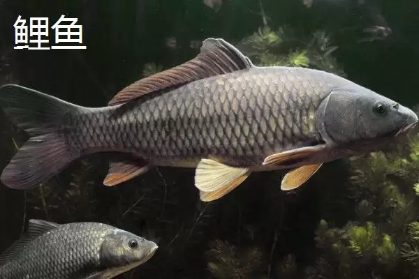 军鱼和鲤鱼的区别 ,军鱼和鲤鱼在外形上有何不同呢？插图2