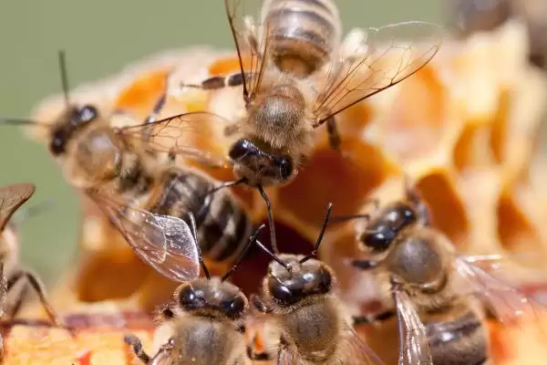 工蜂是母的还是公的，是雌性蜜蜂插图2
