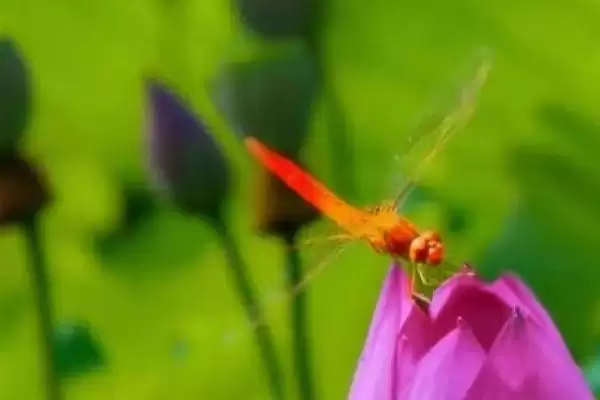 蜻蜓的寿命，蜻蜓成虫的寿命仅八个月左右插图1
