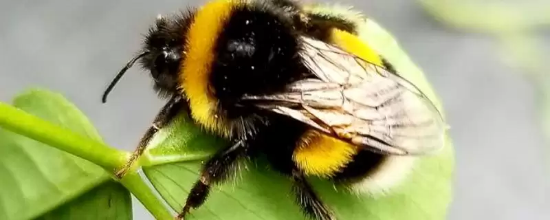 什么黑蜂比虎头蜂还大，可能是熊蜂、木蜂或竹蜂-会东网