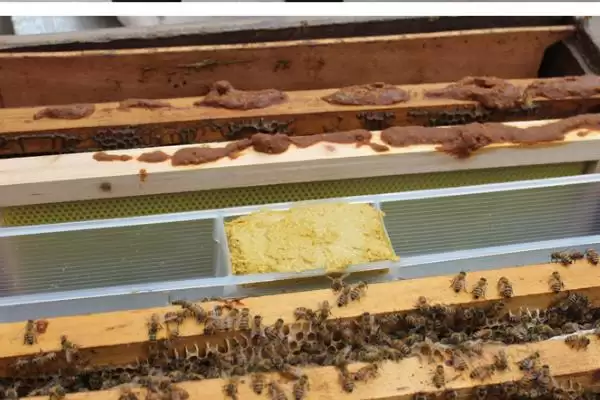 如何使用蜜蜂饲喂器，装好干糖后放在箱体与副盖之间即可插图1