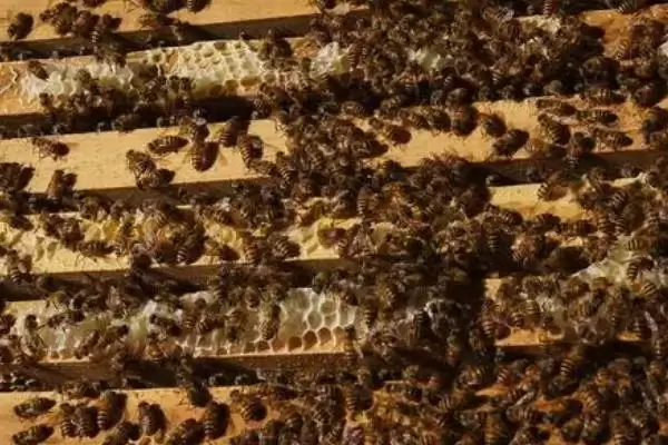 蜜蜂何时会快速繁殖，春季蜜源较丰富时繁殖速度较快插图3