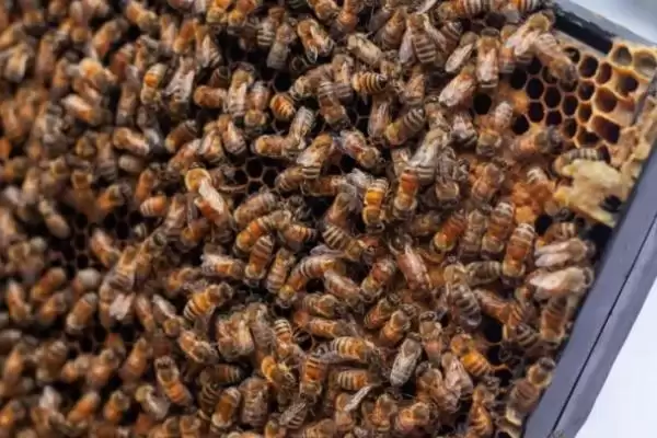 蜂王被围如何解救，可采取喷烟、移标、投水等措施插图4