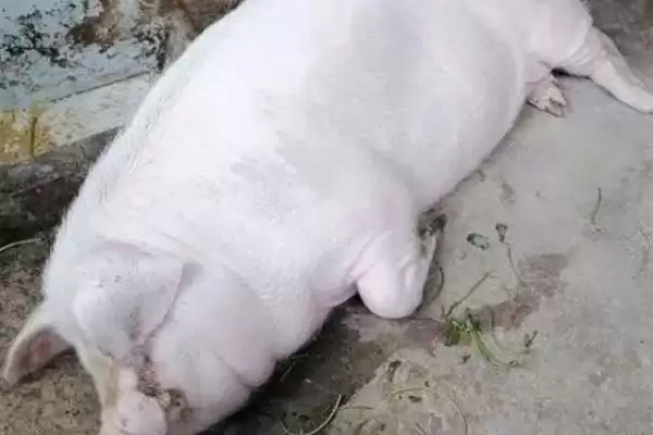 母猪用什么药可以进行催产呢,母猪催产可选择缩宫素、氯前列烯醇等药物插图3