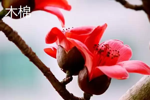 美丽异木棉和木棉有什么区别呢 ,美丽异木棉和木棉科属、形态、习性不同插图6