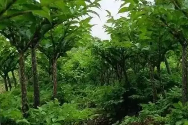 魔芋种子育苗技术有哪些要点呢 ,魔芋种子育苗依种芋大小分开播种插图3