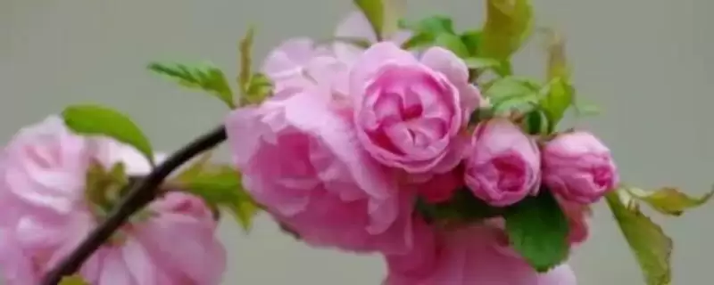 探寻榆叶梅叶子夏季出现焦边原因的方法和重点？探寻榆叶梅叶子夏季出现焦边原因要做好哪些细节？-会东网
