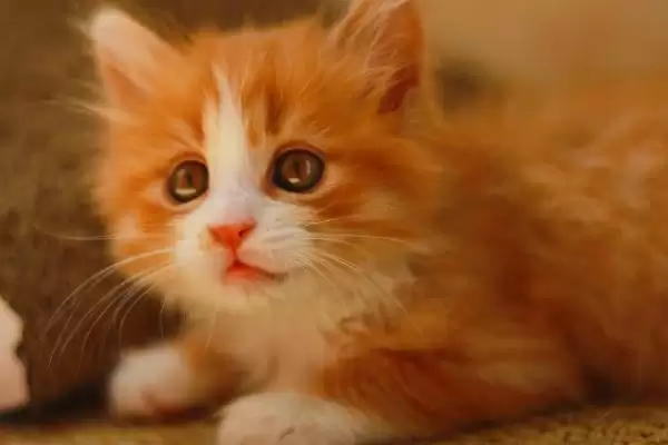 猫咪冬季怎样过冬适宜 ,猫咪冬季室内温度无需过高插图1