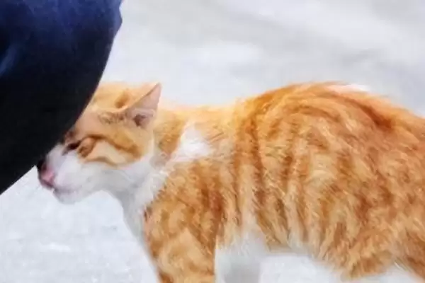 猫咪为何一直蹭人还叫唤 ,猫咪发情等原因会蹭人并叫唤插图2
