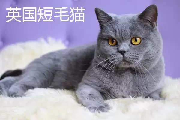 猫有哪些常见的品种 ,猫的哪些品种有优势特点插图5
