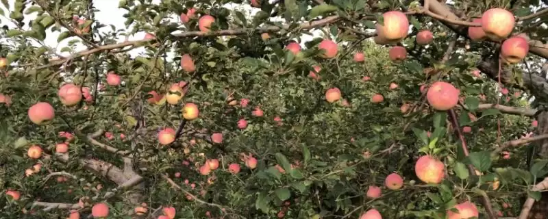 苹果盛果期怎么施肥，以钾肥为主，磷肥为辅-会东网
