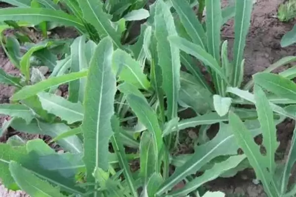 目前哪些野菜具有种植前景呢,芦蒿、苋菜、苦菜等野菜有种植前景插图4 目前哪些野菜具有种植前景呢,芦蒿、苋菜、苦菜等野菜有种植前景插图4