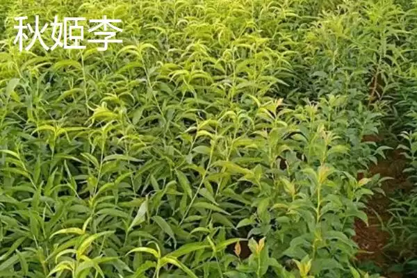 黑霸王李子苗的价格，一棵需要3-6元左右插图7