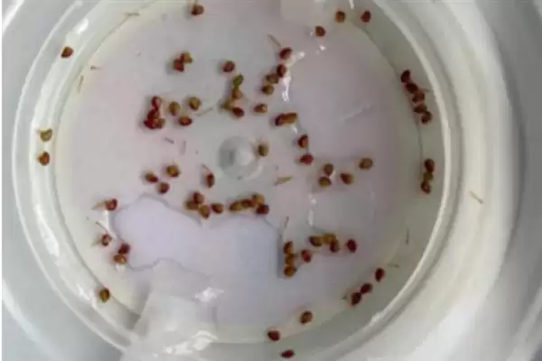 草莓第二年要不要重新种,在第二年不用重新育苗种植插图5 草莓第二年要不要重新种,在第二年不用重新育苗种植插图5