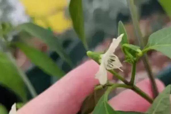 辣椒的授粉需求 ,辣椒为何需要授粉才能结果呢？插图2