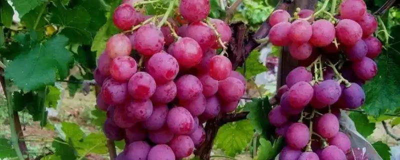 葡萄种类分类揭秘：酿酒系列和鲜食系列的特点对比-会东网