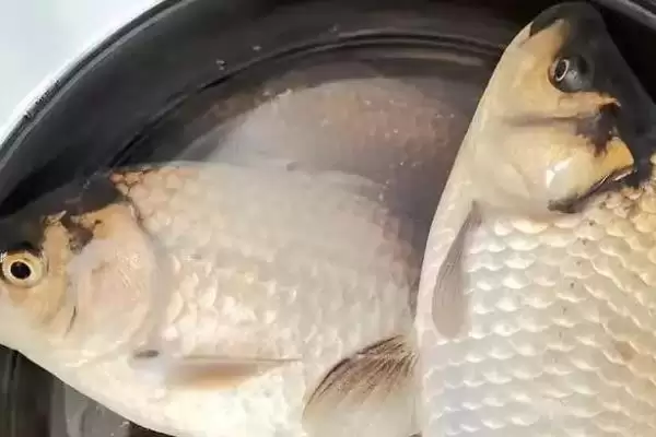 螺鲤 2 号野钓可以和什么搭配 ,螺鲤 2 号野钓可配哪些饵料插图1