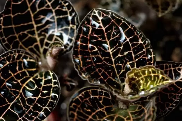 金线莲的品种 ,常见的金线莲有哪些品种呢插图2
