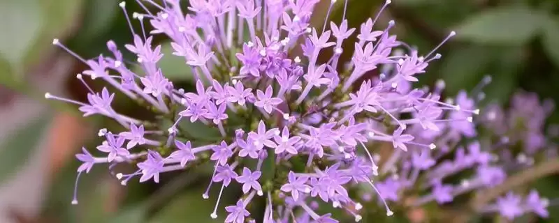 夕雾花花语的含义和要点？理解夕雾花花语需关注哪些关键？-会东网
