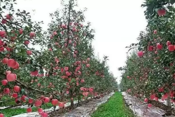 苹果膨大期的管理方法，要做好修剪、套袋、病虫防治等工作插图1