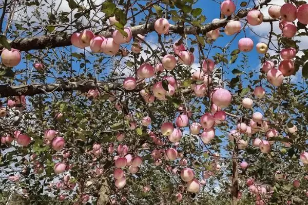 苹果的种植方法，定植后要及时整形、环割插图3