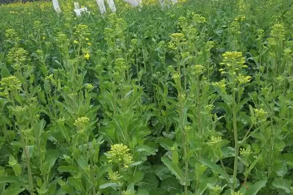 油菜种植区肥料技巧,根据土壤肥力条件来施肥插图2 油菜种植区肥料技巧,根据土壤肥力条件来施肥插图2